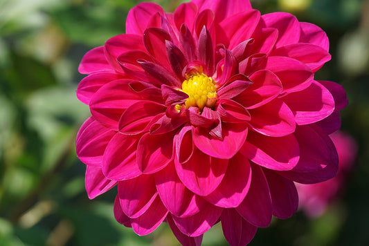 Bright Pink Dahlia