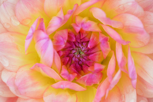 Close up Pink and White Dahlia