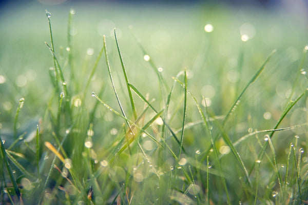 dew on grass - Dahlias & Honey