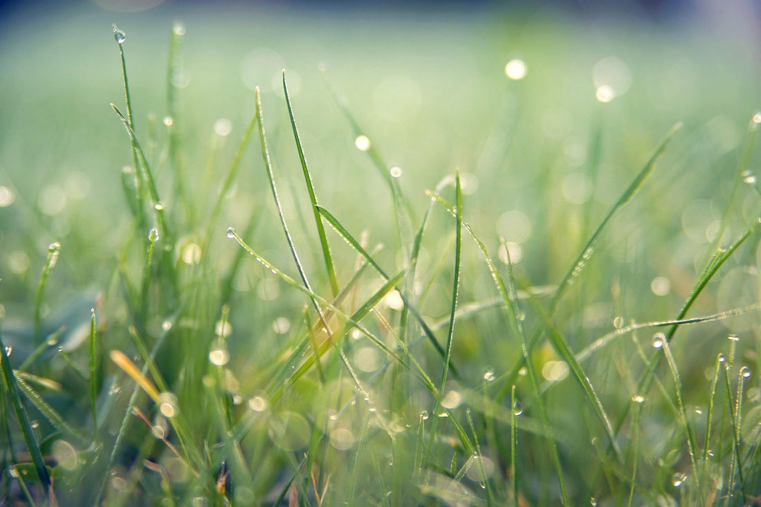 dew on grass - Dahlias & Honey