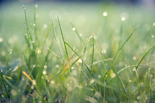 dew on grass - Dahlias & Honey