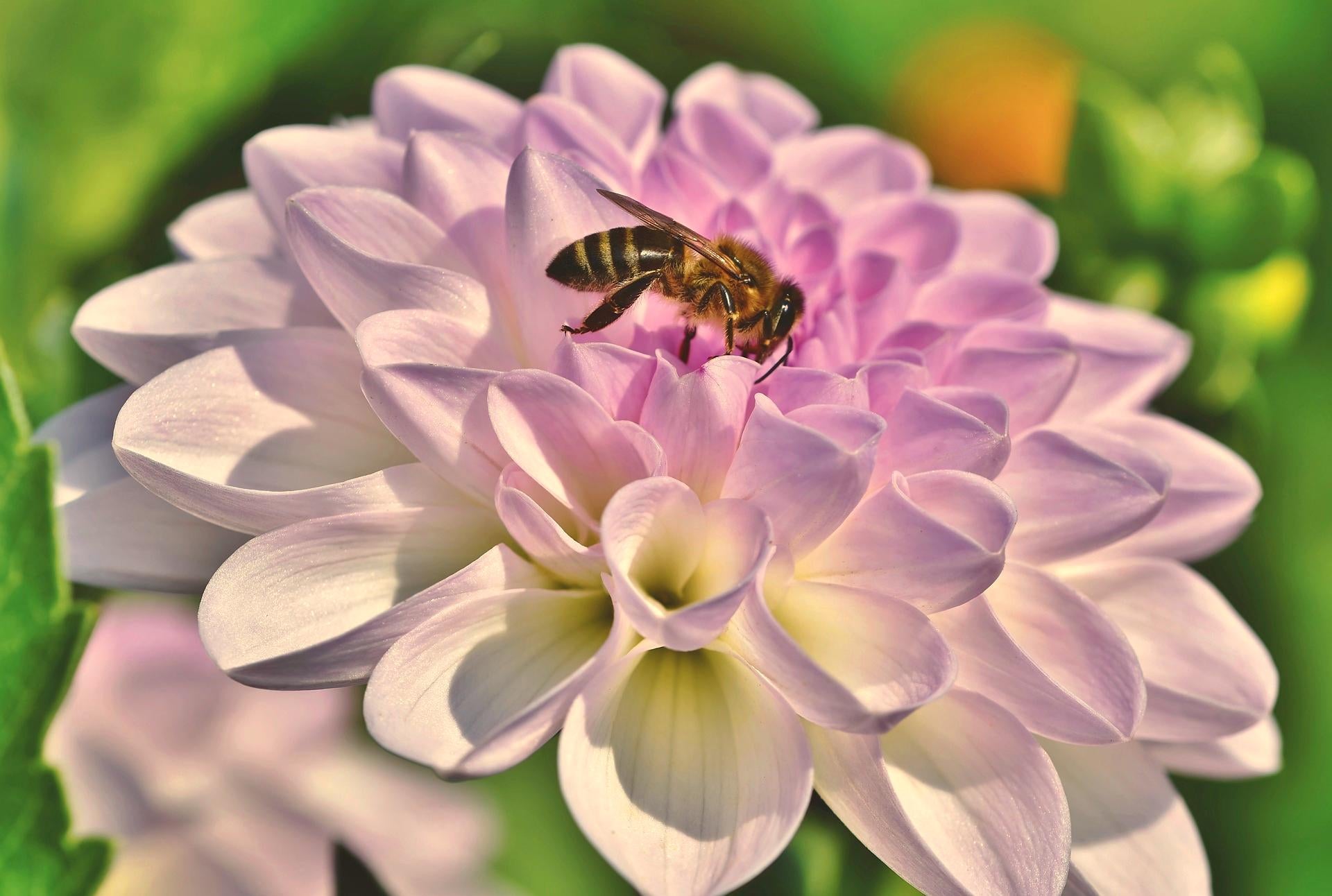 Dahlia with Bee